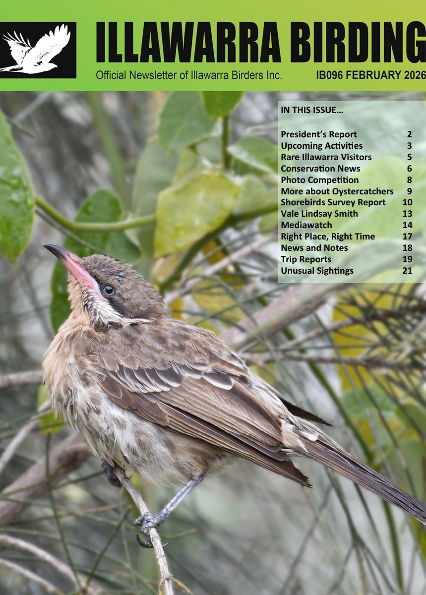 Photograph of Illawarra Birding front page